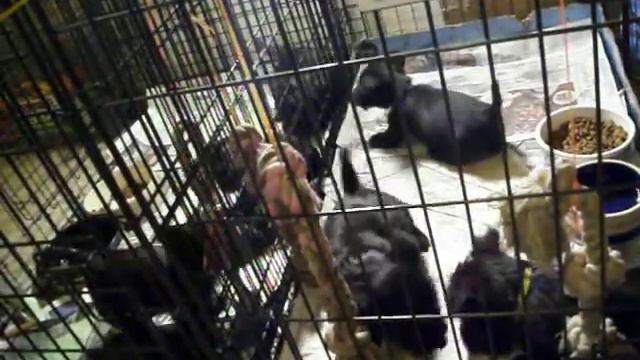 Scottish Terrier puppies смотреть онлайн