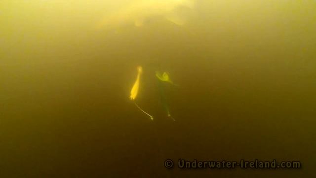 Fishing wt lures: pike attack Pig Shad Jr softbait underwater. Рыбалка щука на силикон атака. смотреть онлайн