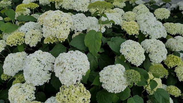 Enjoyable Blooming Hydrangea - Calm Relax Nature Sounds смотреть онлайн