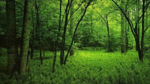 Son ar christ - Alan Stivell.wmv