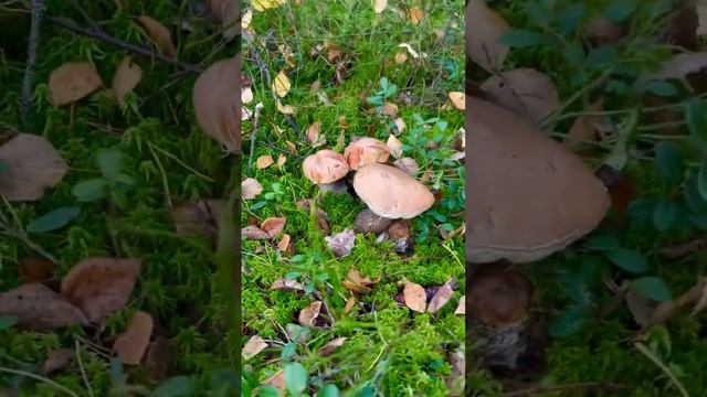 ГРИБНОЙ ПУЧОК ИЗ ПОДОСИНОВИКОВ! смотреть онлайн