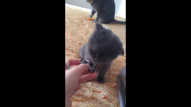 Котенок точит зубки смотреть онлайн