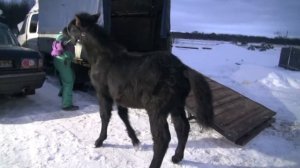 Погрузка жеребёнка в коневоз. Оповоживание.