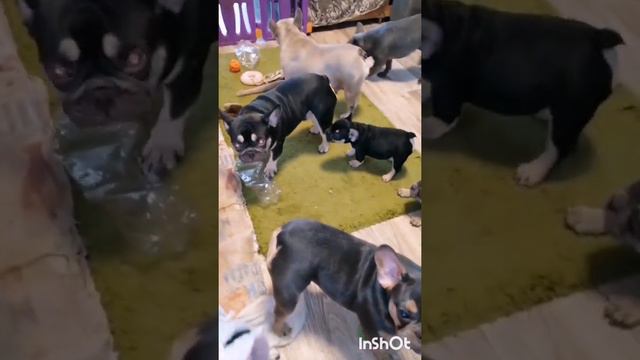 🤗French Bulldog😄 смотреть онлайн