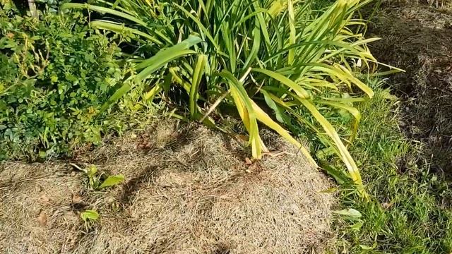 Мульчирование. 7 - за. 1 - против. смотреть онлайн