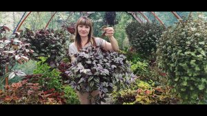 Самые лучшие сорта традесканций и коллизий в моем саду.  Обзор в конце лета .Скоро продажа.