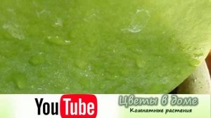 Пересадка хойи. Выбор почвы и горшка для растения.