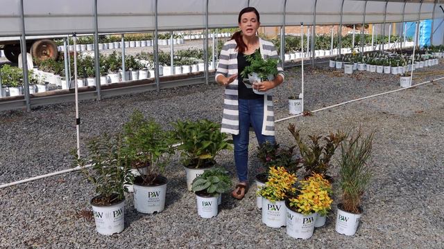 Late Fall Perennial & Shrub Highlight | Gardening with Creekside смотреть онлайн