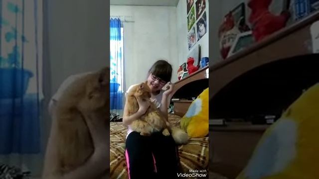 О породе карликовый пинчер смотреть онлайн