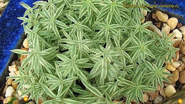 Очиток линейный Вариегата. Краткий обзор, описание характеристик Sedum Lineare Variegata