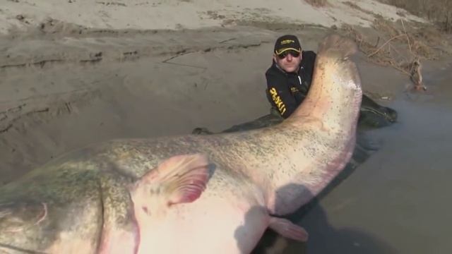 Самый большой сом смотреть онлайн