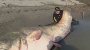 Самый большой сом