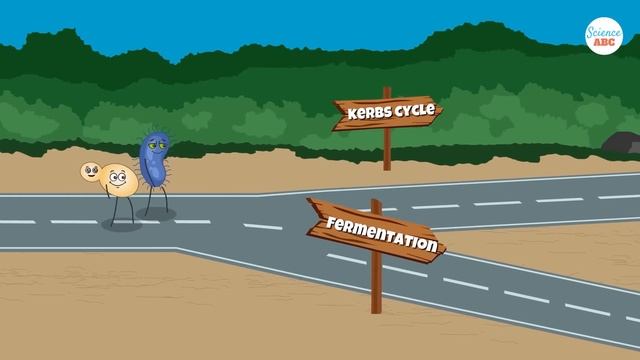 Cellular Respiration: How Do Cell Get Energy?