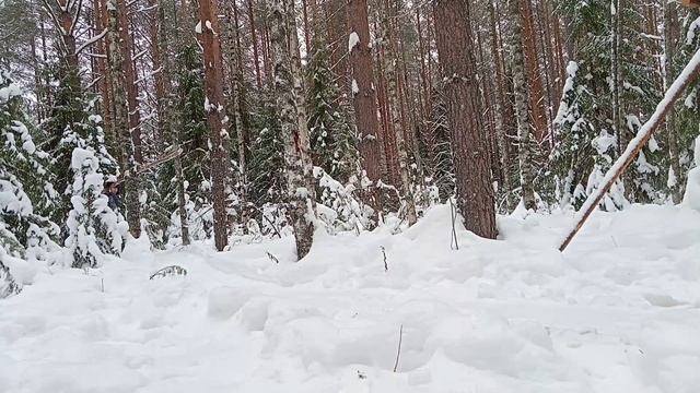 Это надо ВИДЕТЬ! Зимний лес после ледяного ДОЖДЯ! Кардио тренировка в тайге. смотреть онлайн