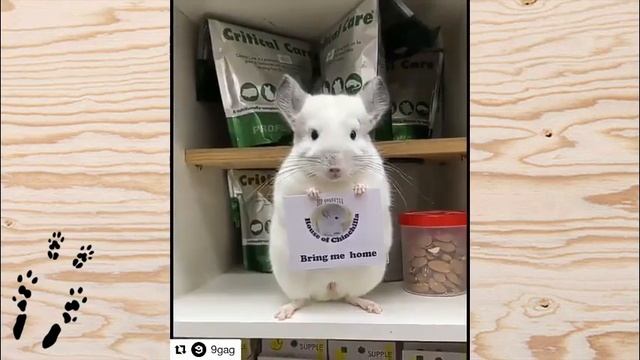 Лучшие приколы про ШИНШИЛЛ! Смешные ШИНШИЛЛЫ! Funny chinchillas❤#7 смотреть онлайн
