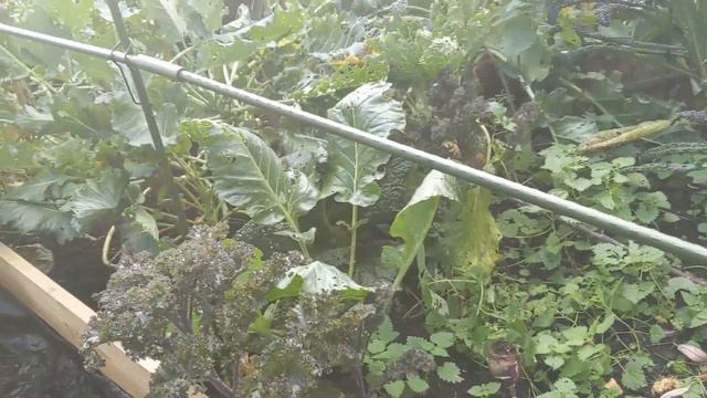 Focus on brassica. All about future crops that we planted most of. Wallflowers and spring bulbs. смотреть онлайн
