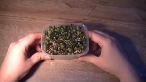 Как проращивать расторопшу пятнистую  Часть 4