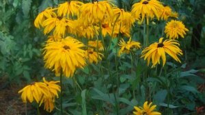 Рудбекия многолетняя