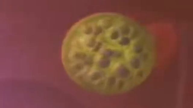 Зоология Малярия