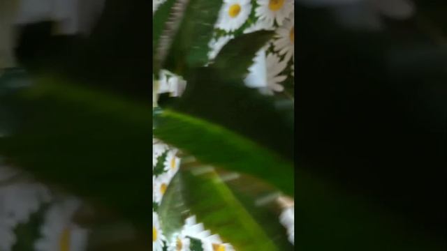 Каланхоэ Дегремона  рост размножение  уход