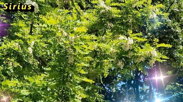 21 марта день Ермы и вербоносица: что категорически нельзя делать смотреть онлайн