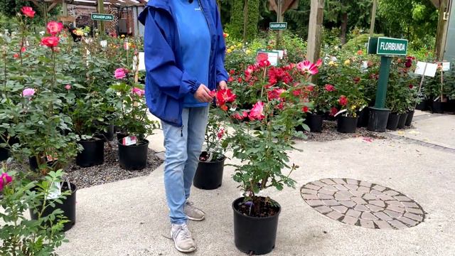 Roses 2023 смотреть онлайн