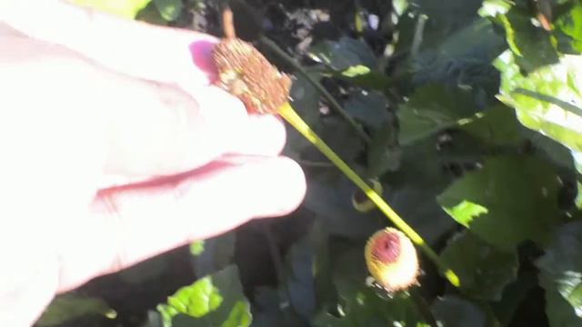 Toothache Plant