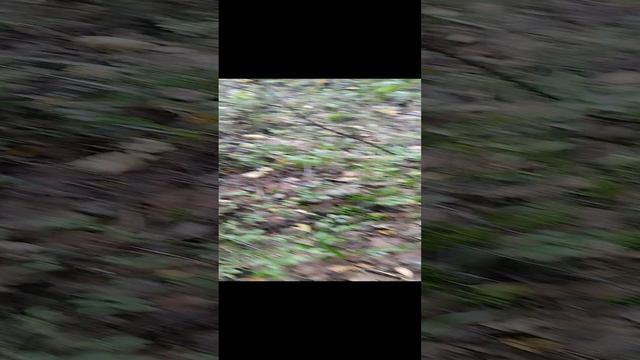 Прогулки по лесу🌲🌲🌲