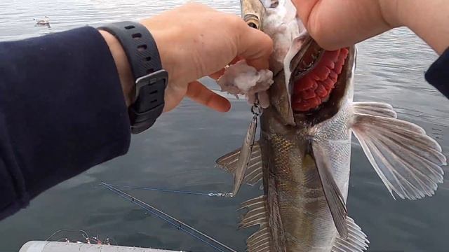 В гостях у WOW fishing. СУПЕР РЫБАЛКА! Первый ХЕК в жизни и ЛОВЛЯ КРУПНОЙ МОЛЬВЫ! Норвегия. Рыбалка смотреть онлайн
