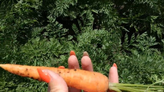 ПЕРВЫЙ УРОЖАЙ МОРКОВИ 2019. ПУЧКИ НА РЫНОК. смотреть онлайн