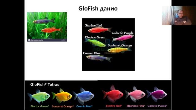 Лекция 16. Трансгенные растения (2022).