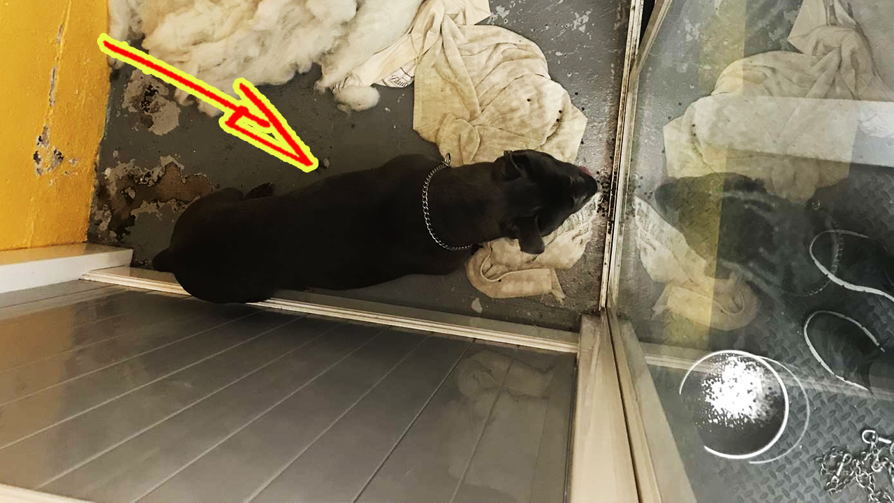 Хозяин “временно” поселил питбуля в груминг-салоне, а с тех пор прошло уже 3 года смотреть онлайн