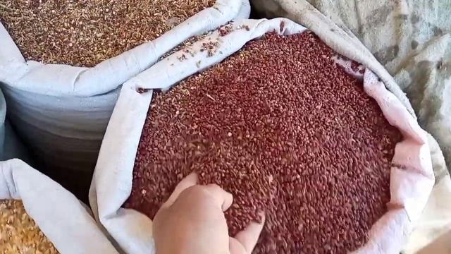 #Нукус дан бахалары смотреть онлайн