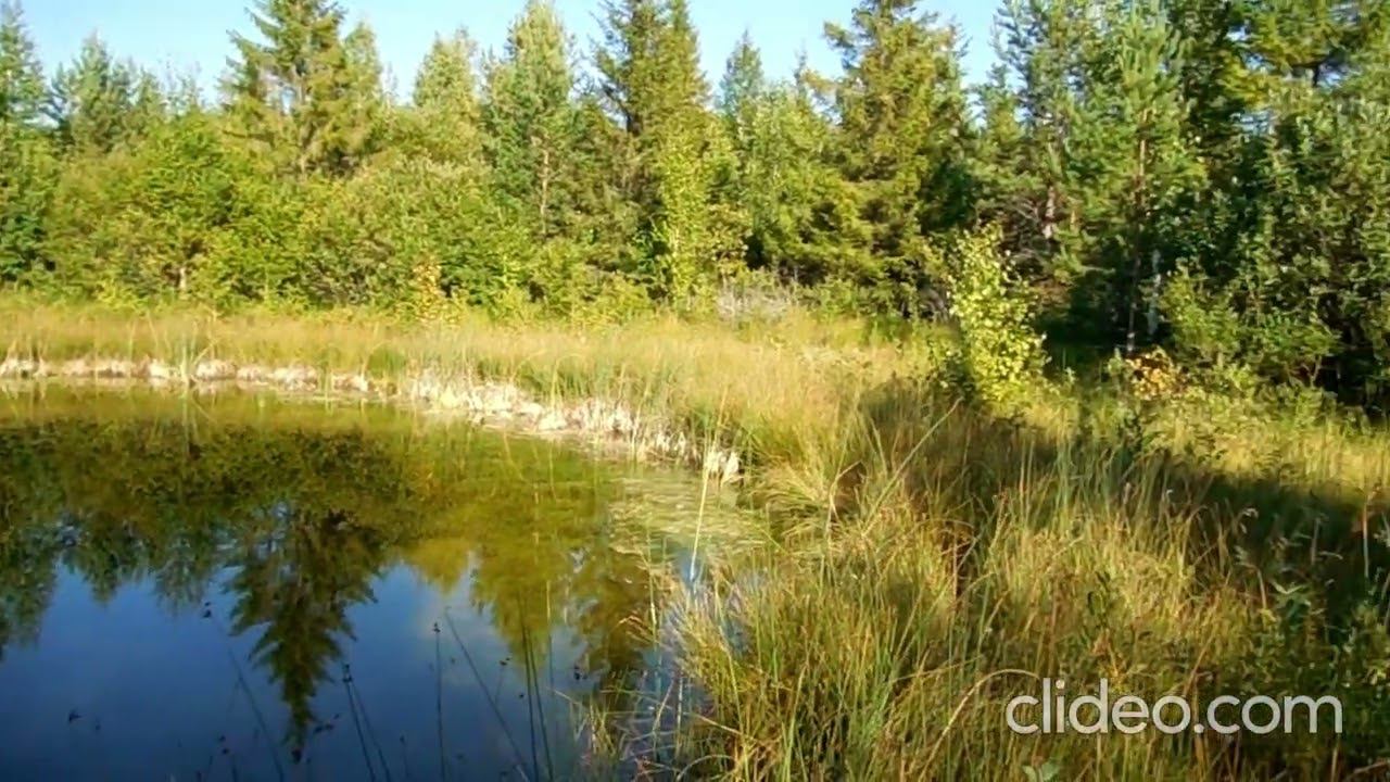 Место для установки ловушек для пчел. смотреть онлайн