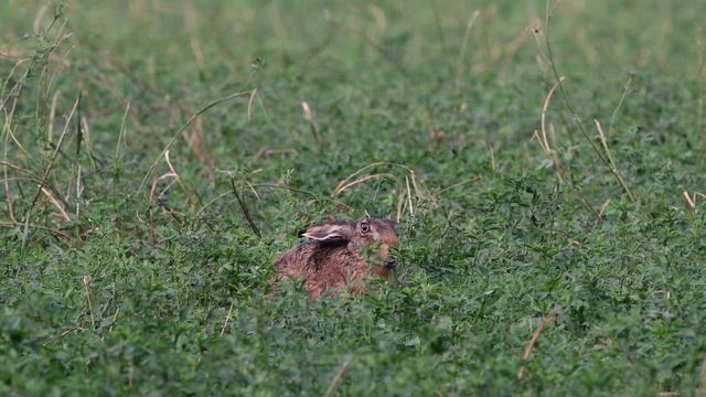 The hare is thinking - run or stay / Заяц в раздумьях - бежать или остаться смотреть онлайн