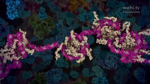 p53 Tumour Suppressor (2016) by Etsuko Uno wehi.tv