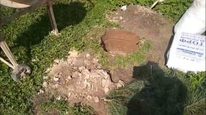 Посадка голубики в "бочку".