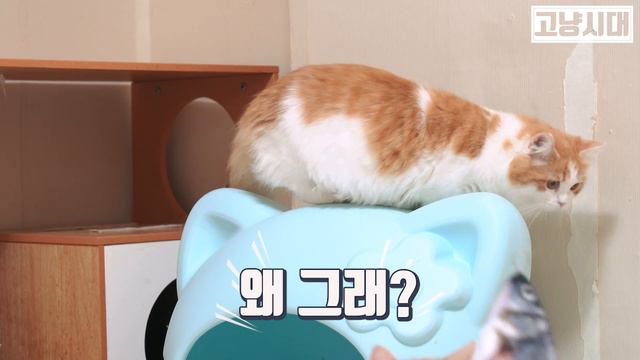 고양이에게 대왕잉어를 줘봤습니다 / 고양이 장난감/ 고양이 ASMR - gave the cat a carp смотреть онлайн