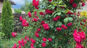 Плетистая Роза Фламентанц - цветет больше месяца!