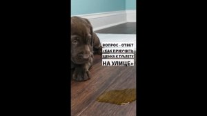 Как приучить щенка ходить в туалет на улице