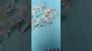 Разновидности вербы!