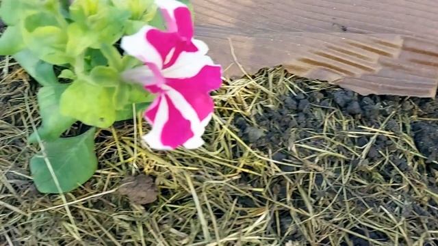 Мульча из коры. Избавляемся от сорняков. смотреть онлайн