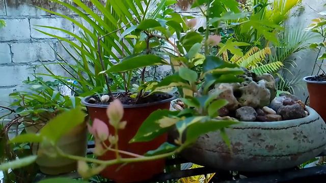 Top Rare Bougainvillea Thimma flower( Ano kayang kulay?) смотреть онлайн