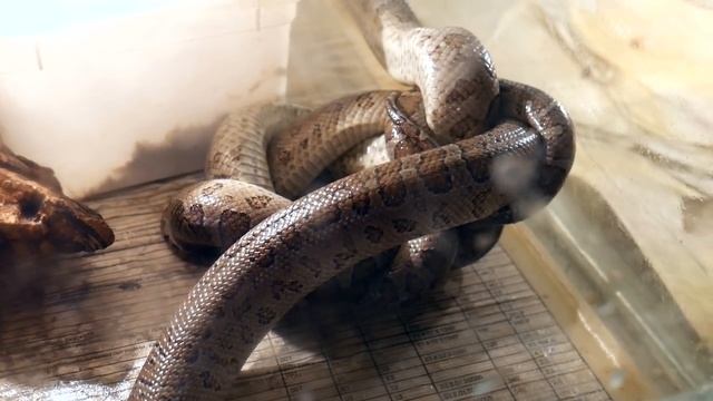 ЛАЙФХАК С ЧЁРНОЙ МАМБОЙ. Спаривания редких удавов смотреть онлайн
