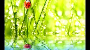 Квантовое Смещение  Фрэнк Кинслоу  Техника для изменения жизни и исцеления