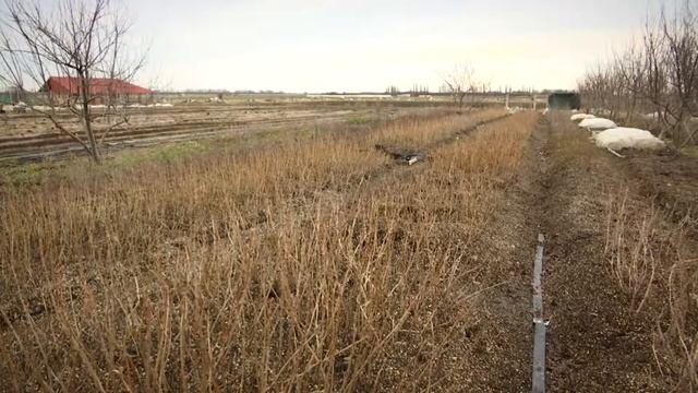 Шелуха на смородине