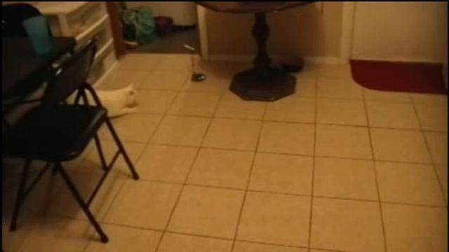 Eval Bot as a cat toy смотреть онлайн