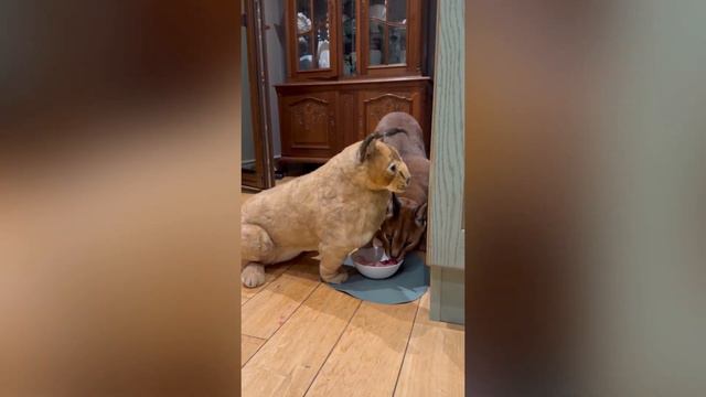 Pumba and his biggest enemy😈 Watch what happens😂 смотреть онлайн