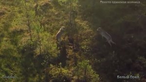 Александр Добронравов ? "Просто одинокая волчица"