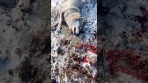 Спаривание волчицы с дворнягой.